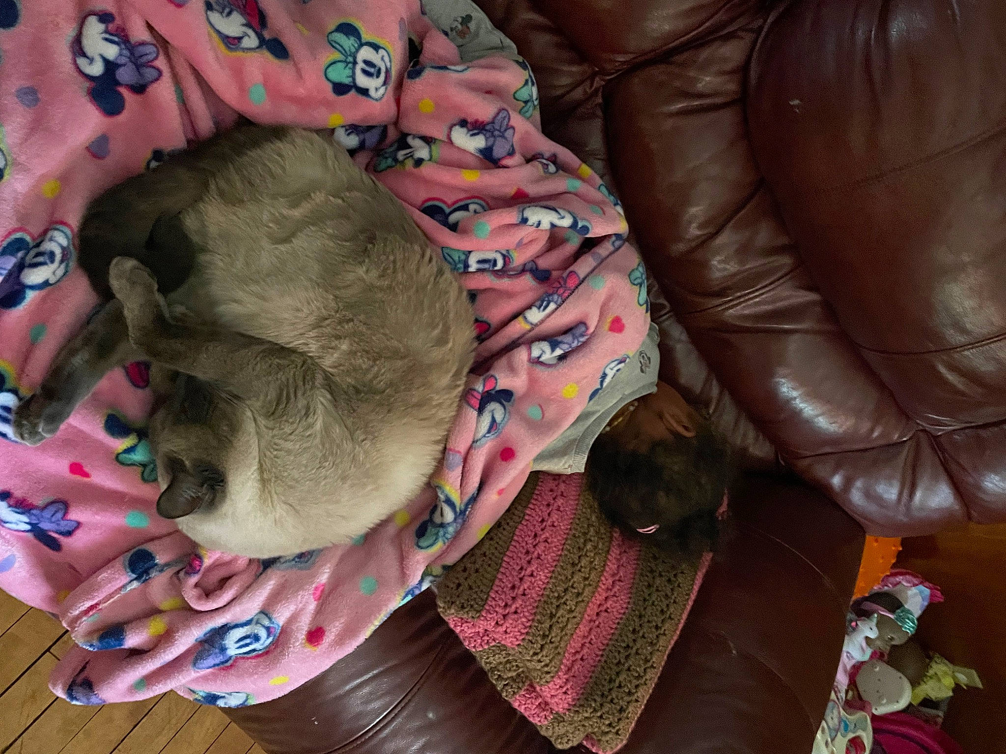 Kash joined the competition — help win amazing prizes! brown, carnivore, cat, cat_bed, comfort, ear, fawn, felidae, fur, leather_jacket, linens, mammal, nap, natural_material, pattern, small_to_medium_sized_cats, textile, tree, vertebrate, whiskers