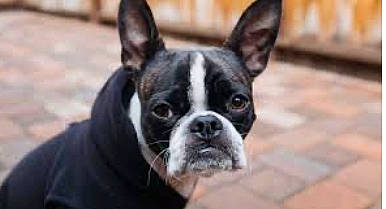 Bella joined the competition — help win amazing prizes! black, brown, carnivore, collar, dog, dog_breed, floor, flooring, grey, neck, organ, photograph, skin, snapshot, snout, terrestrial_animal, vertebrate, whiskers, white, working_animal