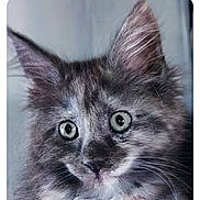 Azur participe au concours pour gagner de l'argent avec cette photo : animal, cat, close_up, curious, cute, ears, expression, face, feline, fluffy, gray_fur, indoor, kitten, nose, pet, portrait, soft_fur, whiskers, wide_eyes, young