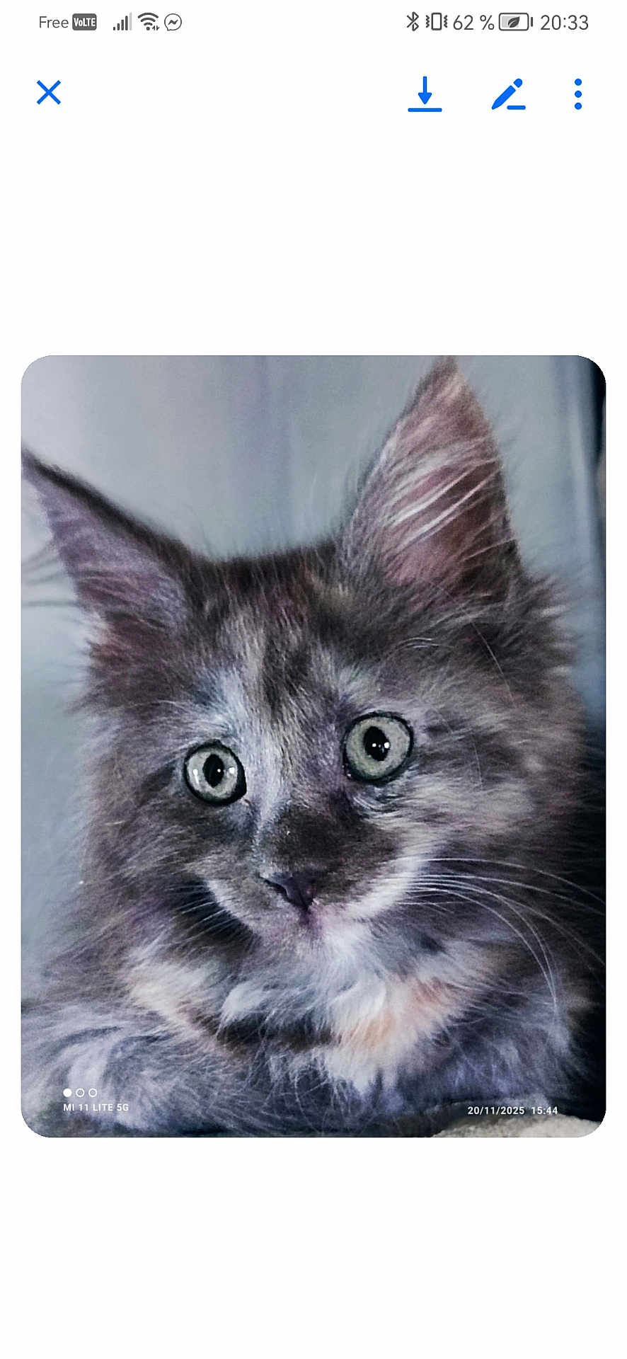 Azur participe au concours pour gagner de l'argent avec cette photo : animal, cat, close_up, curious, cute, ears, expression, face, feline, fluffy, gray_fur, indoor, kitten, nose, pet, portrait, soft_fur, whiskers, wide_eyes, young