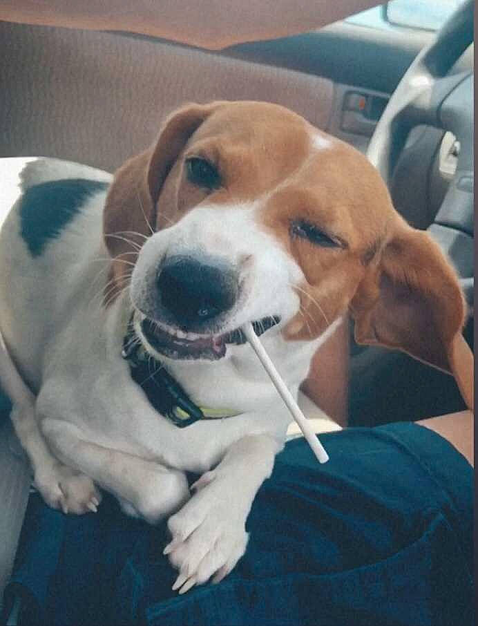 Cayde is registered to the contest to win money with this photo: beagle, canidae, carnivore, collar, comfort, companion_dog, dog, dog_breed, dog_collar, fawn, fur, hound, mammal, scent_hound, snout, sporting_group, vehicle_door, vertebrate, whiskers, working_animal