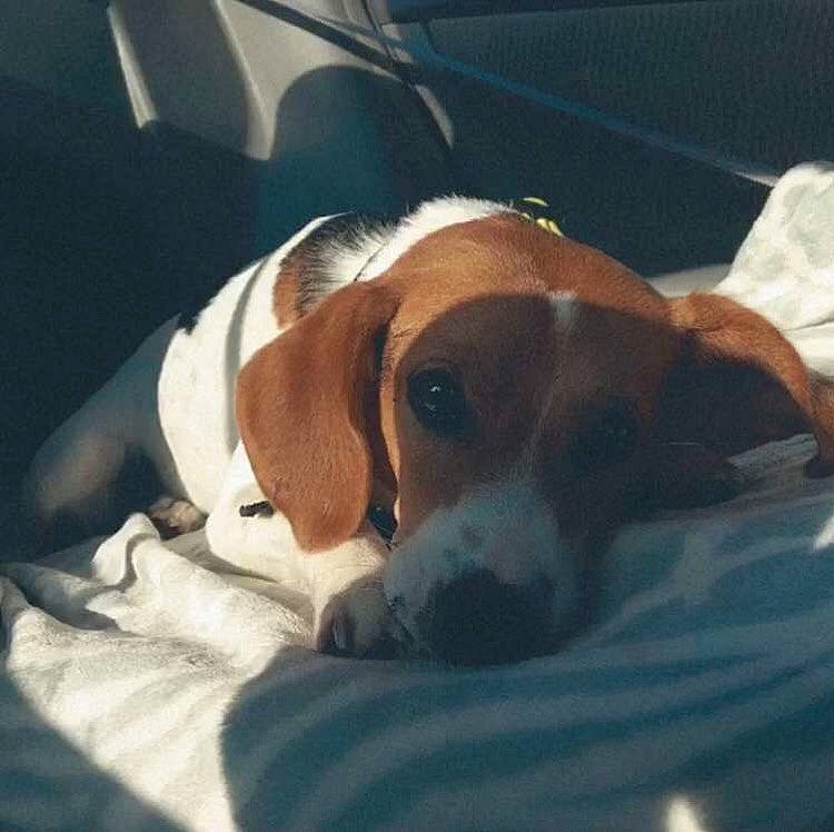 Cayde joined the competition — help win amazing prizes! beagle, beagle_harrier, canidae, carnivore, comfort, companion_dog, dog, dog_breed, finnish_hound, hound, nap, scent_hound, service, snout, sporting_group, square, vehicle, vehicle_door, windshield