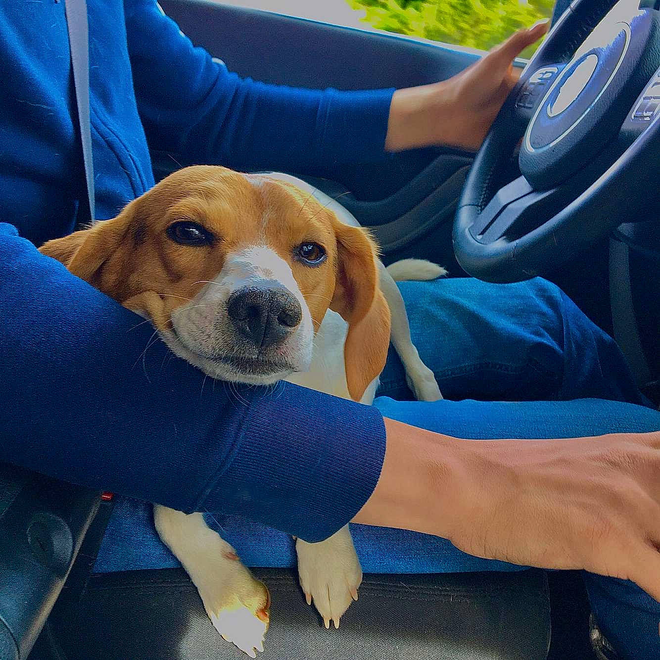 Cayde is registered to the contest to win money with this photo: beagle_harrier, canidae, carnivore, chair, comfort, companion_dog, dog, dog_breed, dog_supply, fawn, hound, human_leg, lap, leisure, scent_hound, sitting, snout, sporting_group, thigh, vehicle_door