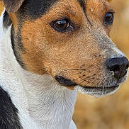 Zora a rejoint le concours — aidez-le/la à gagner de superbes lots ! dog, animal, pet, close_up, portrait, tricolor, ears, fur, canine, outdoor, nature, brown, black, white, background_blur, face, alert, looking_away, muzzle, whiskers