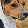 dog, animal, pet, close_up, portrait, tricolor, ears, fur, canine, outdoor, nature, brown, black, white, background_blur, face, alert, looking_away, muzzle, whiskers