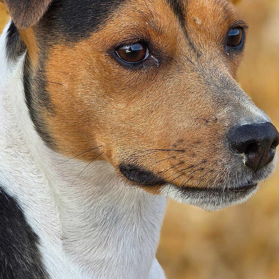 Zora a rejoint le concours — aidez-le/la à gagner de superbes lots ! dog, animal, pet, close_up, portrait, tricolor, ears, fur, canine, outdoor, nature, brown, black, white, background_blur, face, alert, looking_away, muzzle, whiskers