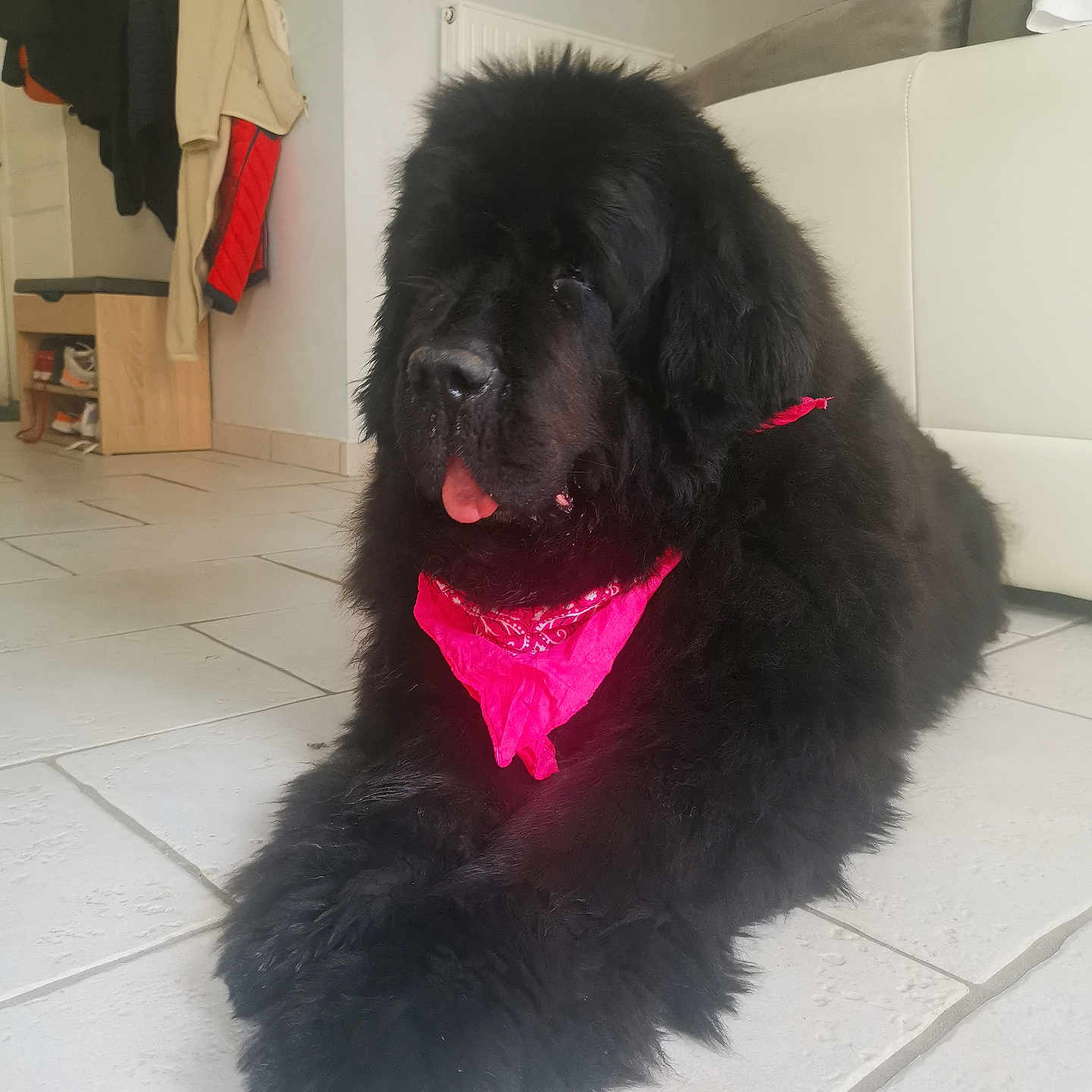 Lunik participe au concours pour gagner de l'argent avec cette photo : animal, bandana, black_dog, coats, companion, cute, dog, domestic, floor, fluffy, furniture, home, indoor, pet, pink_bandana, relaxed, resting, shoes, tile_floor, tongue_out