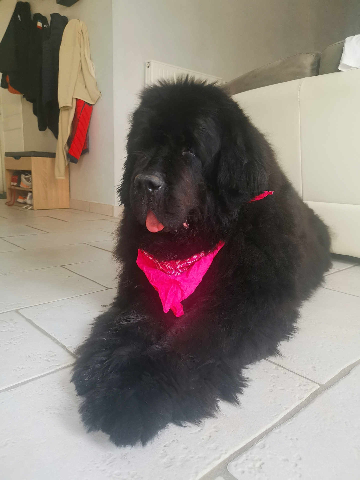 Lunik participe au concours pour gagner de l'argent avec cette photo : dog, black_dog, bandana, pink_bandana, fluffy, indoor, floor, tile_floor, pet, animal, tongue_out, resting, coats, shoes, furniture, home, relaxed, cute, companion, domestic