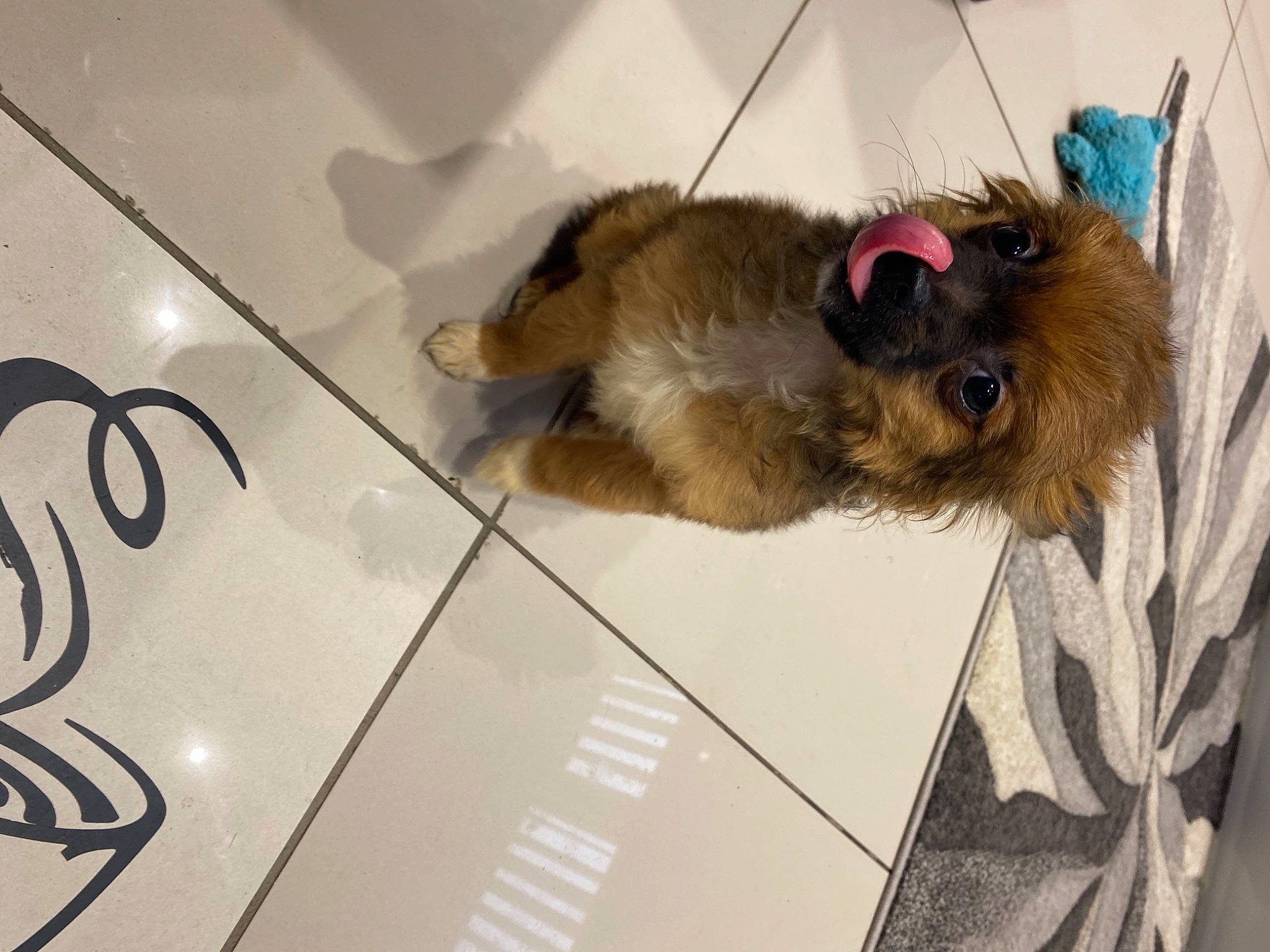 Harry is registered to the contest to win money with this photo: canidae, carnivore, claw, companion_dog, dog, dog_breed, fawn, felidae, flooring, fur, liver, paw, pet_supply, small_to_medium_sized_cats, snout, sporting_group, tail, whiskers, wing, working_animal