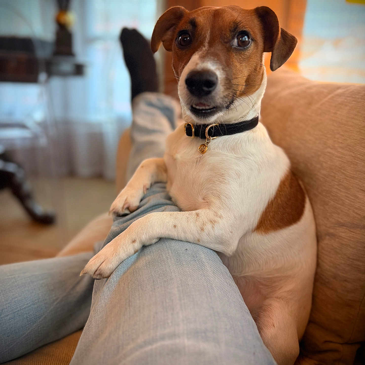 Tayla a rejoint le concours — aidez-le/la à gagner de superbes lots ! animal, brown_and_white, canine, collar, companion, couch, cute, dog, domestic_animal, furniture, indoor, jack_russell_terrier, jeans, lap, living_room, looking_at_camera, paw, person, pet, relaxed