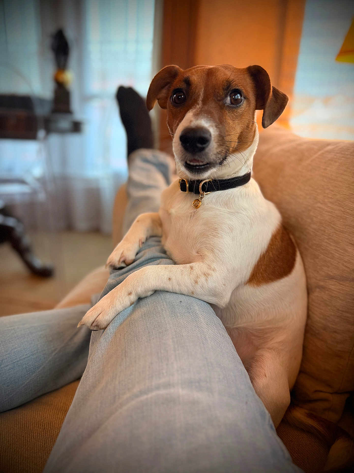 Tayla a rejoint le concours — aidez-le/la à gagner de superbes lots ! dog, jack_russell_terrier, pet, indoor, couch, lap, person, jeans, collar, brown_and_white, relaxed, cute, canine, domestic_animal, furniture, living_room, companion, paw, looking_at_camera, animal