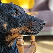 Icare a rejoint le concours — aidez-le/la à gagner de superbes lots ! animal, armchair, black_and_tan, canine, close_up, companion, cozy, dog, domestic, eyes, fur, furniture, indoor, pet, portrait, profile, side_view, snout, warm_light, wooden_chair