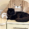 animal, black_cat, bunny_pillow, cabinet, cat, cozy, cute, decor, domestic_cat, ears, fluffy_cat, furniture, home, indoor, pet, plush_pillow, resting, soft_texture, tail, whiskers