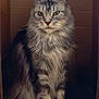 cat, long_hair, tabby, sitting, cardboard_box, feline, pet, indoor, fur, whiskers, ears, paws, animal, portrait, cute, domestic_animal, close_up, mammal, relaxed, house_pet