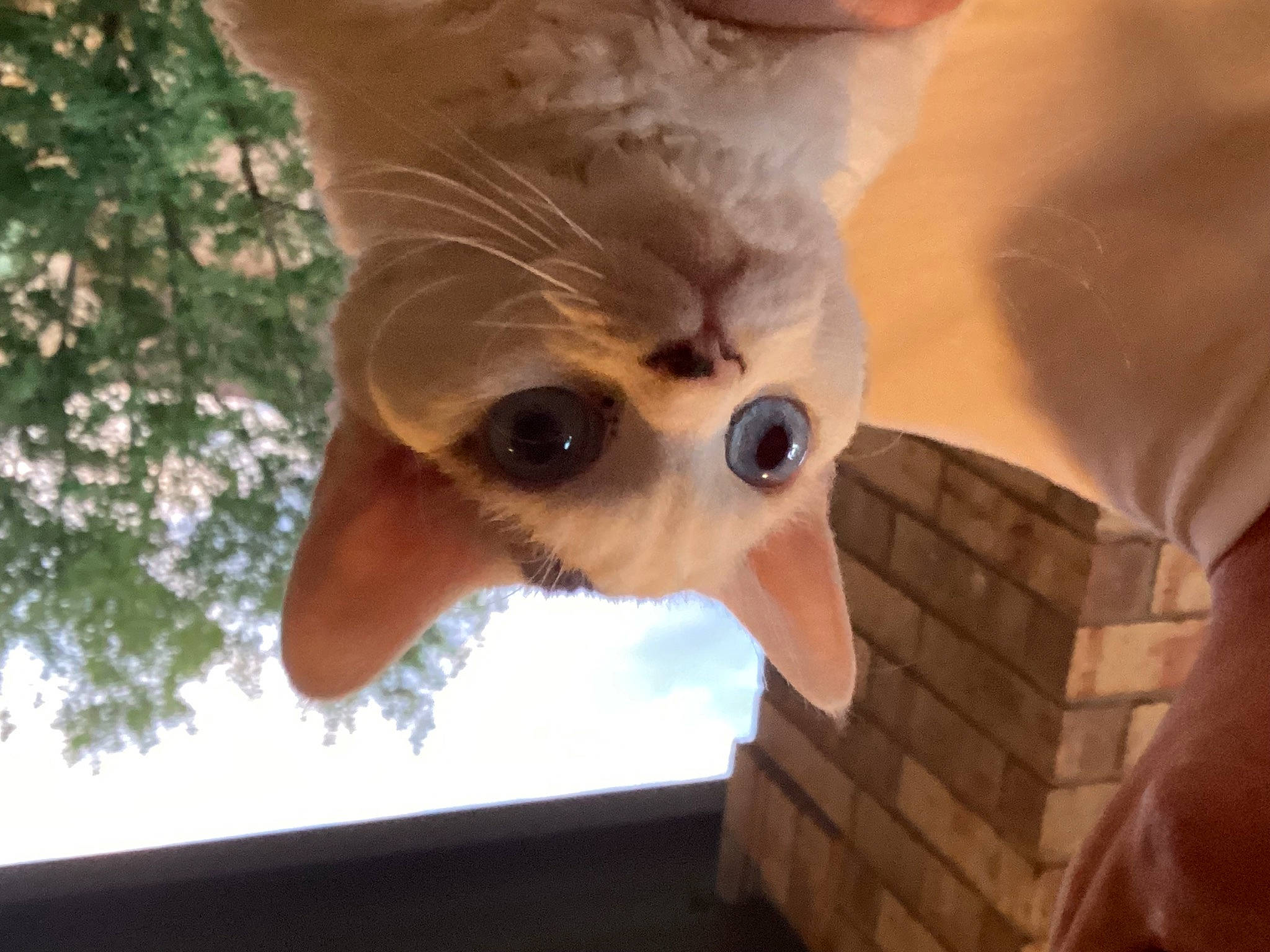 Rexey is registered to the contest to win money with this photo: canidae, carnivore, companion_dog, dog, dog_breed, ear, eyewear, fawn, felidae, fur, head, nose, small_to_medium_sized_cats, snout, sporting_group, toy_dog, tree, whiskers, wood, working_animal