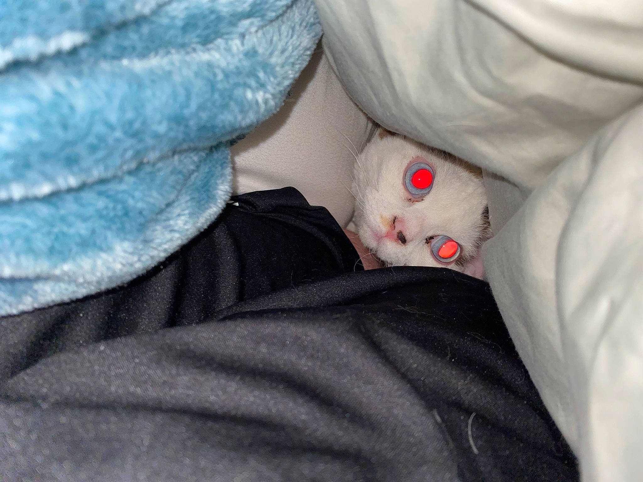 Rexey joined the competition — help win amazing prizes! arm, baby_sleeping, bed, bed_sheet, bedding, bedtime, comfort, couch, eye, fur, grey, hand, head, human_body, linens, nose, sleeve, stuffed_toy, teddy_bear, toy