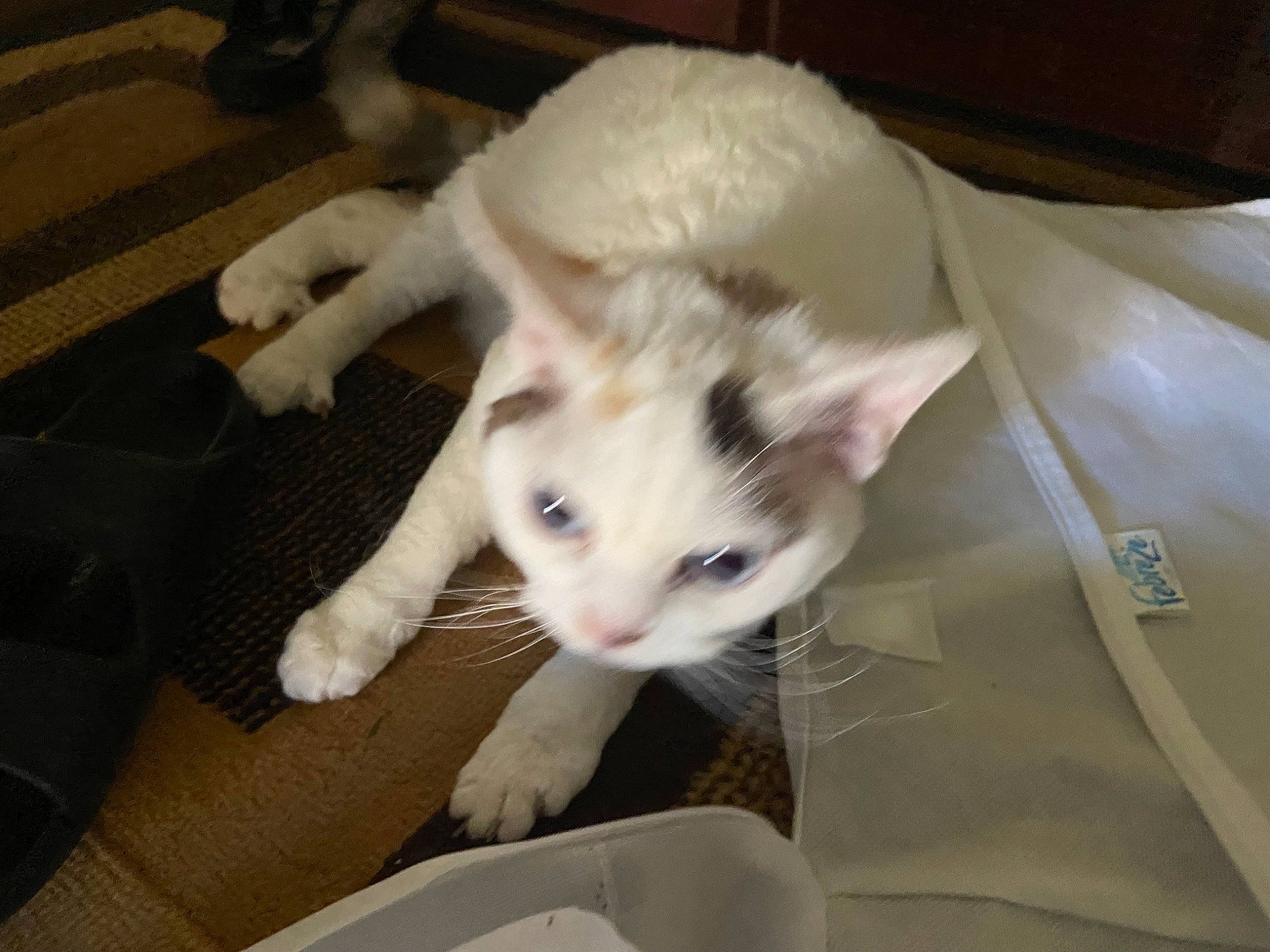 Rexey joined the competition — help win amazing prizes! carnivore, cat, claw, comfort, domestic_short_haired_cat, felidae, flooring, fur, paw, small_to_medium_sized_cats, tail, whiskers