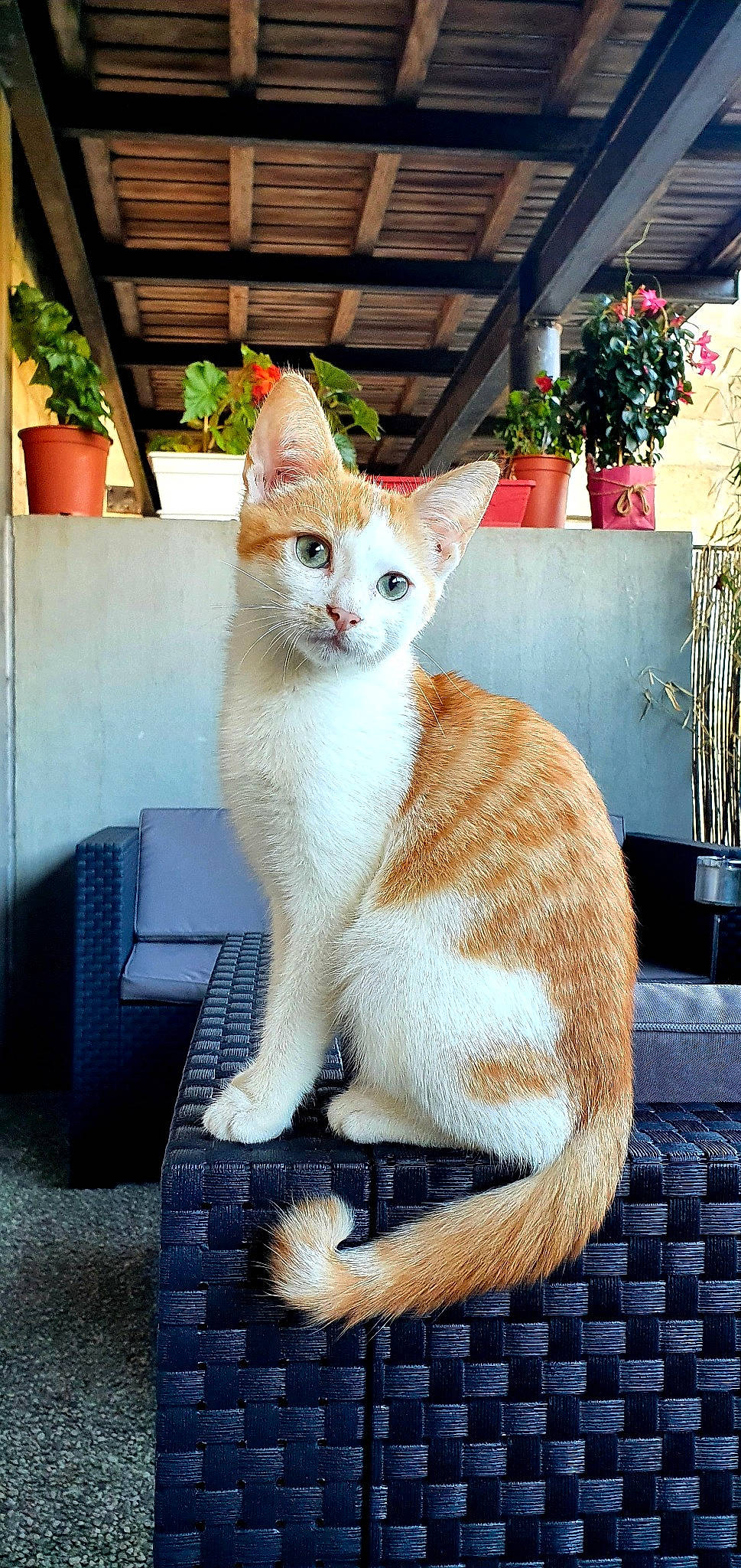 Einstein a rejoint le concours — aidez-le/la à gagner de superbes lots ! aegean_cat, american_wirehair, arabian_mau, asian, carnivore, cat, domestic_short_haired_cat, european_shorthair, fawn, felidae, kitten, mammal, ojos_azules, polydactyl_cat, sitting, small_to_medium_sized_cats, tabby_cat, turkish_van, whiskers, window