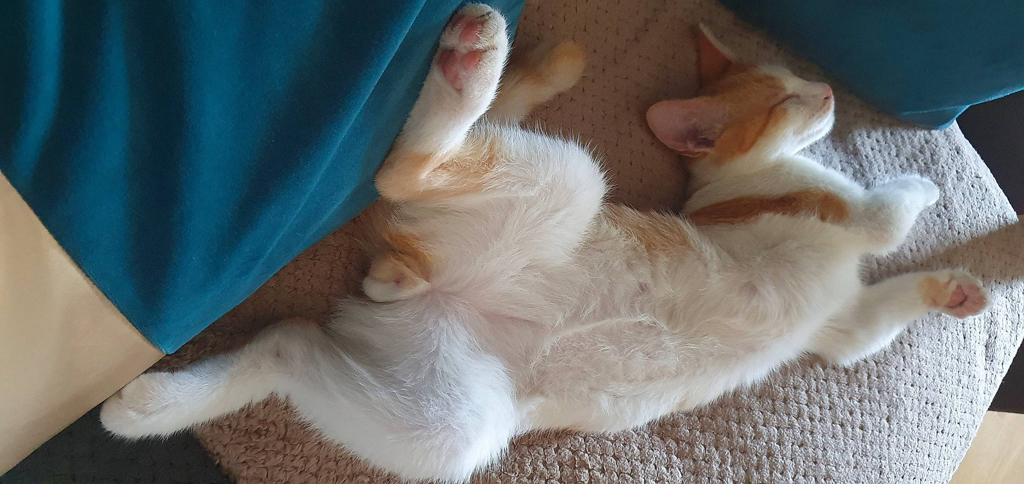 Einstein a rejoint le concours — aidez-le/la à gagner de superbes lots ! carnivore, cat, claw, fawn, felidae, fur, paw, polydactyl_cat, ragdoll, small_to_medium_sized_cats, tail, turkish_angora, turkish_van, whiskers