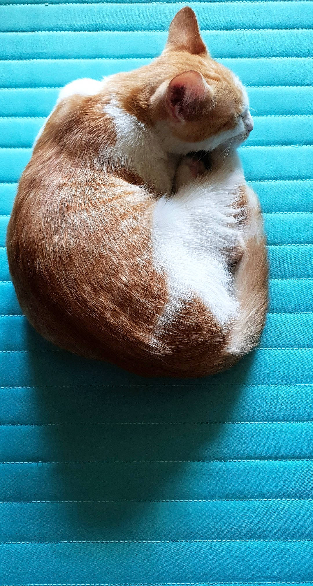 Einstein a rejoint le concours — aidez-le/la à gagner de superbes lots ! canidae, fawn, liver