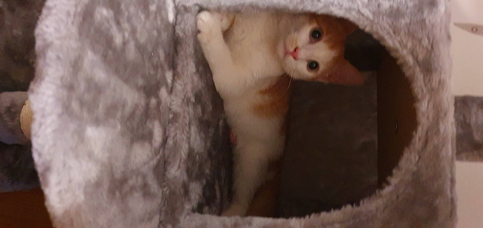 Einstein a rejoint le concours — aidez-le/la à gagner de superbes lots ! cat, felidae, fur, small_to_medium_sized_cats, tail, turkish_van, whiskers