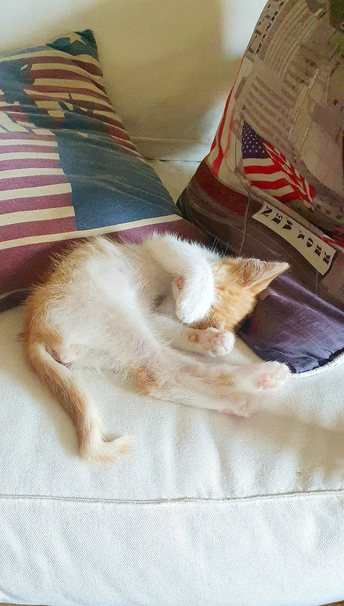 Einstein a rejoint le concours — aidez-le/la à gagner de superbes lots ! carnivore, cat, ear, fawn, felidae, fur, kitten, nap, singapura, small_to_medium_sized_cats, tail, whiskers