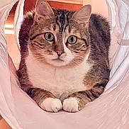 Snow a rejoint le concours — aidez-le/la à gagner de superbes lots ! cat, tabby_cat, indoor, pet, animal, feline, curious, paws, white_fabric, relaxed, looking_at_camera, fur, whiskers, ears, close_up, cute, domestic_cat, resting, tunnel, home