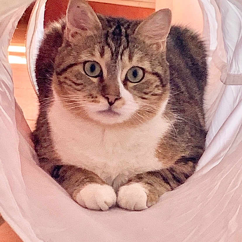 Snow a rejoint le concours — aidez-le/la à gagner de superbes lots ! animal, cat, close_up, curious, cute, domestic_cat, ears, feline, fur, home, indoor, looking_at_camera, paws, pet, relaxed, resting, tabby_cat, tunnel, whiskers, white_fabric