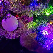 Callie is registered to the contest to win money with this photo: animal, cat, celebration, christmas, christmas_tree, closeup, colorful, curious, cute, decorations, festive, furry, greenery, holiday, indoor, kitten, lights, ornament, peeking, tinsel