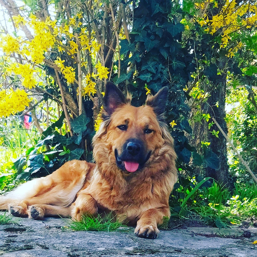 Kina a rejoint le concours — aidez-le/la à gagner de superbes lots ! canidae, carnivore, companion_dog, dog, dog_breed, fawn, german_shepherd_dog, king_shepherd, mammal, old_german_shepherd_dog, plant, rare_breed_dog, sporting_group, tree, vertebrate, working_dog