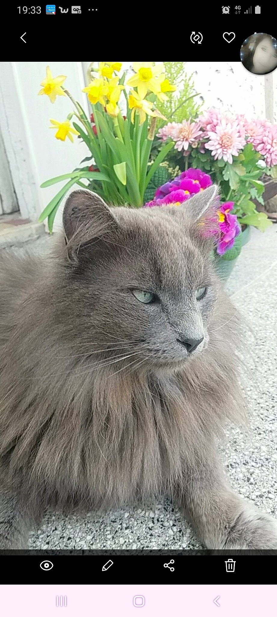 Patata a rejoint le concours — aidez-le/la à gagner de superbes lots ! asian_semi_longhair, british_longhair, carnivore, cat, domestic_long_haired_cat, fawn, felidae, flower, fur, grass, maine_coon, mammal, nebelung, norwegian_forest_cat, persian, plant, ragamuffin, russian_blue, small_to_medium_sized_cats, whiskers