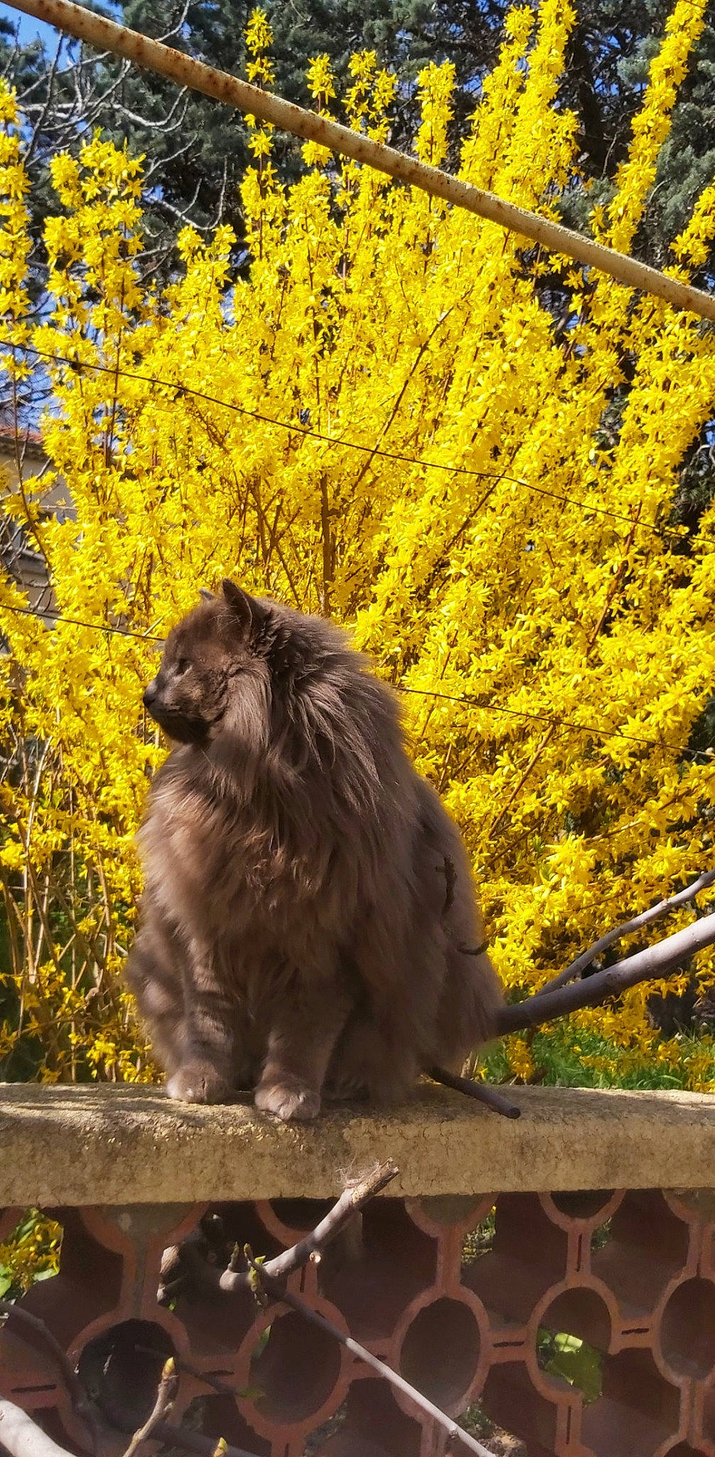 Patata participe au concours pour gagner de l'argent avec cette photo : autumn, branch, leaf, macaque, plant, primate, tree, wildlife, yellow, zoo
