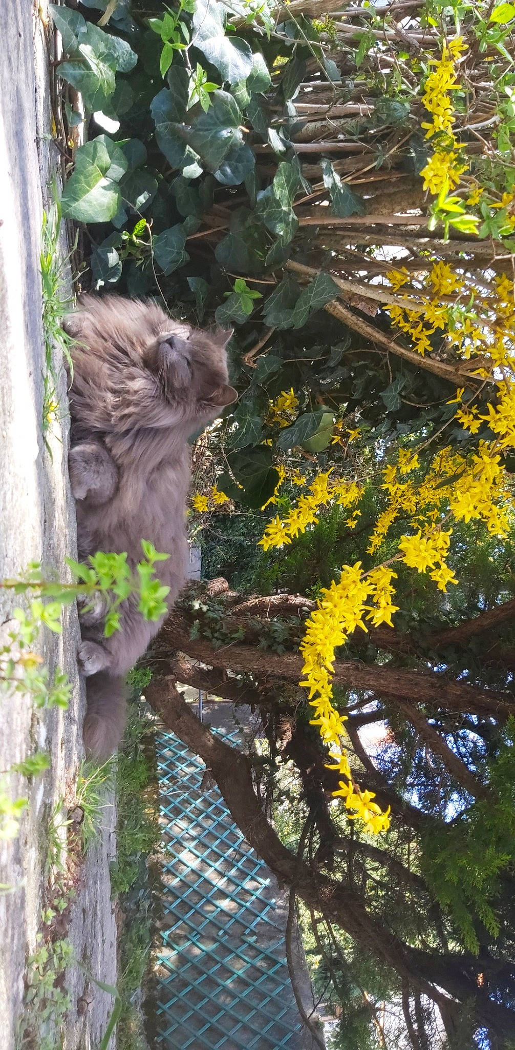 Patata participe au concours pour gagner de l'argent avec cette photo : bank, branch, fawn, plant, pond, reflection, tree, trunk, watercourse, wildlife