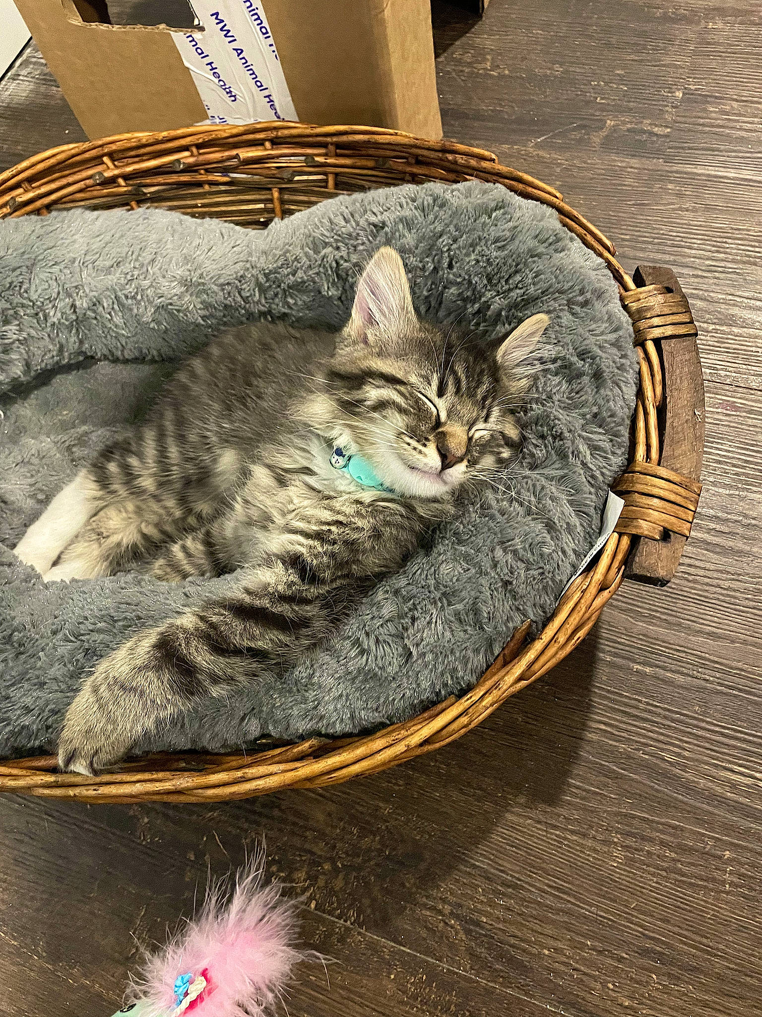 Sox joined the competition — help win amazing prizes! automotive_tire, carnivore, cat, cat_supply, claw, comfort, domestic_short_haired_cat, door, felidae, flooring, fur, grey, paw, sand, small_to_medium_sized_cats, snout, tail, terrestrial_animal, whiskers, wood