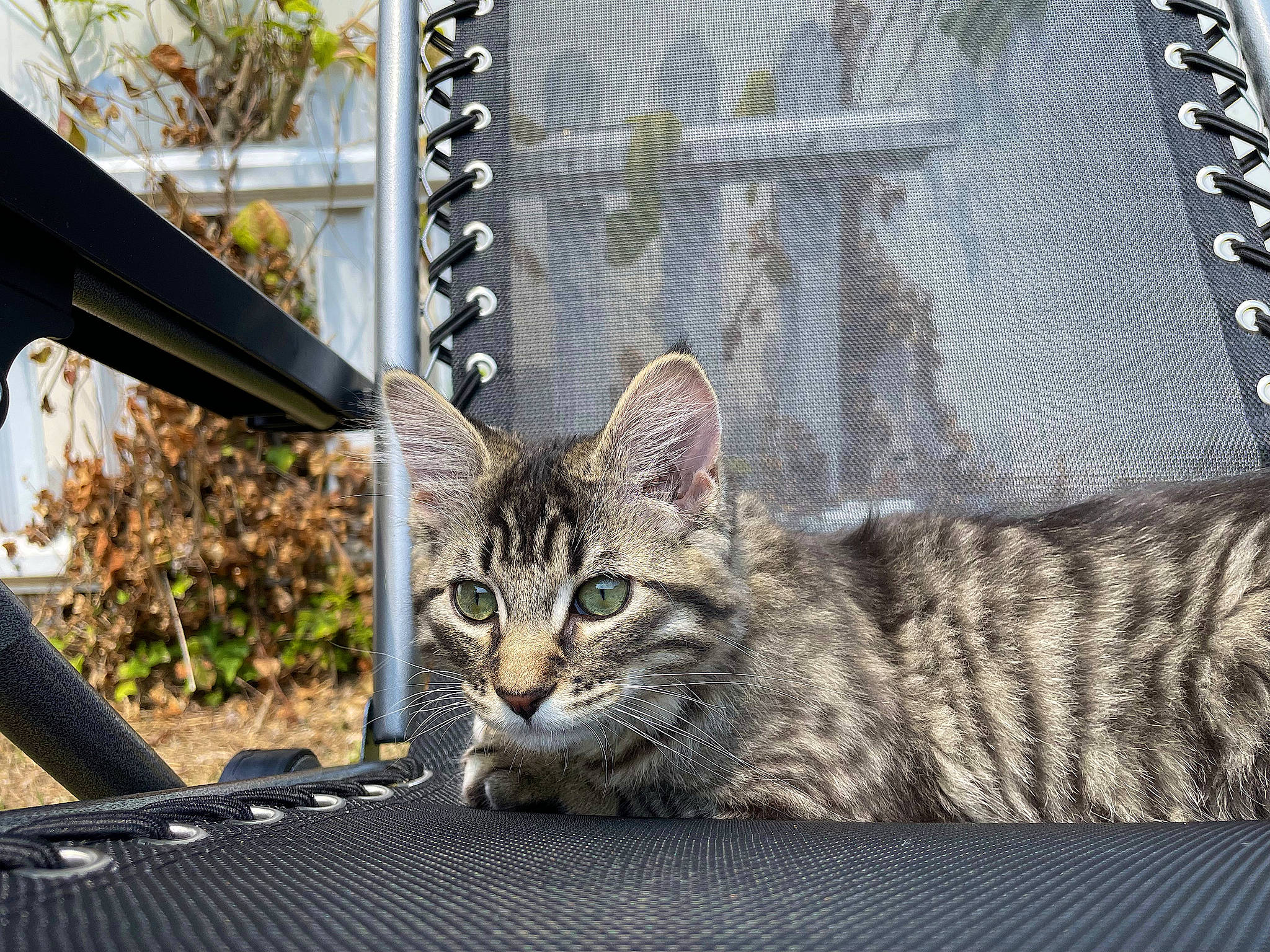 Sox joined the competition — help win amazing prizes! carnivore, cat, domestic_short_haired_cat, felidae, flowerpot, fur, handrail, mesh, metal, pattern, paw, plant, sitting, small_to_medium_sized_cats, snout, tree, whiskers, wildlife, window, windshield