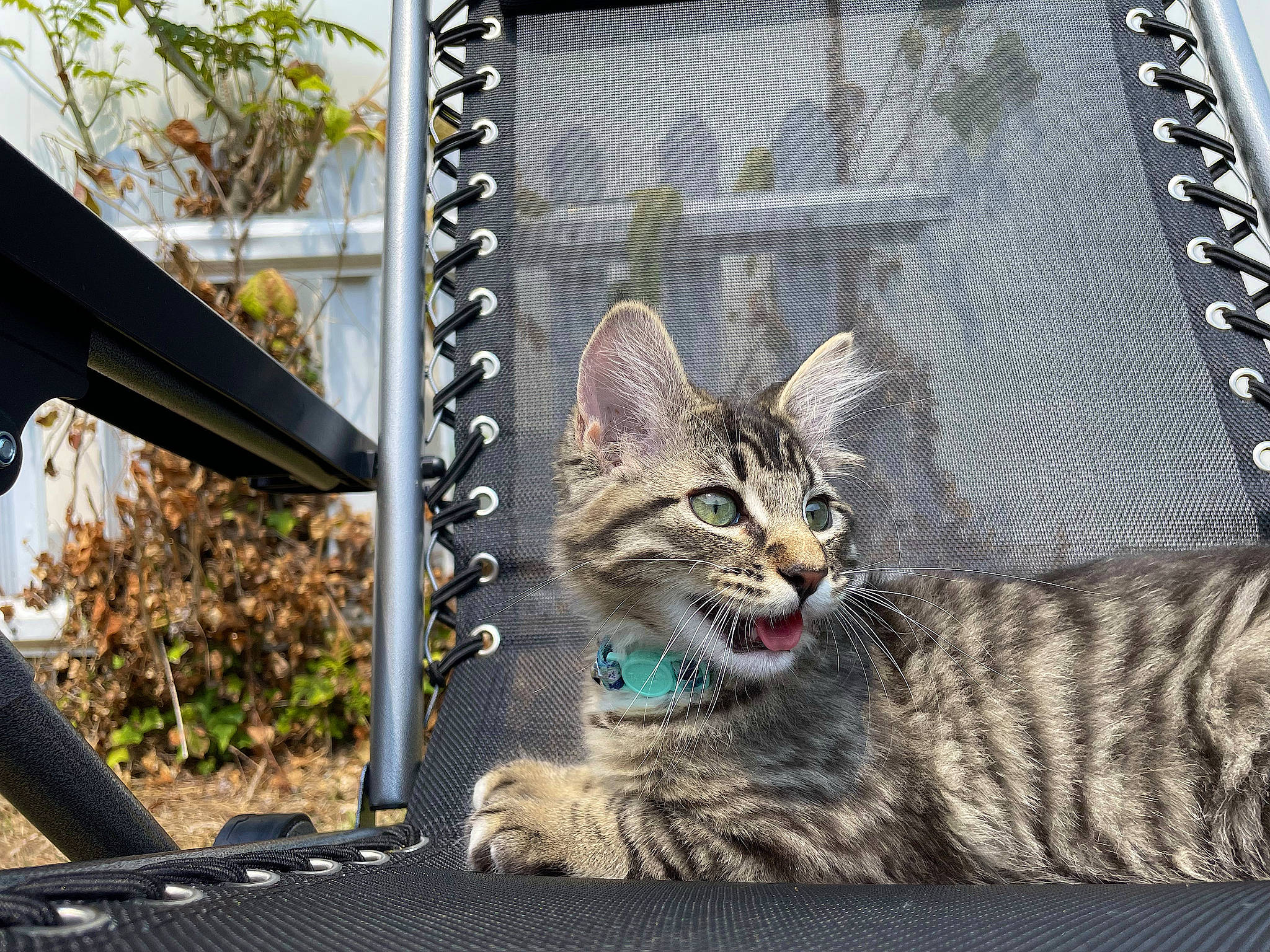 Sox is registered to the contest to win money with this photo: carnivore, cat, domestic_short_haired_cat, door, felidae, fur, metal, paw, picture_frame, plant, rectangle, sitting, small_to_medium_sized_cats, snout, tail, terrestrial_animal, whiskers, wildlife, window, windshield