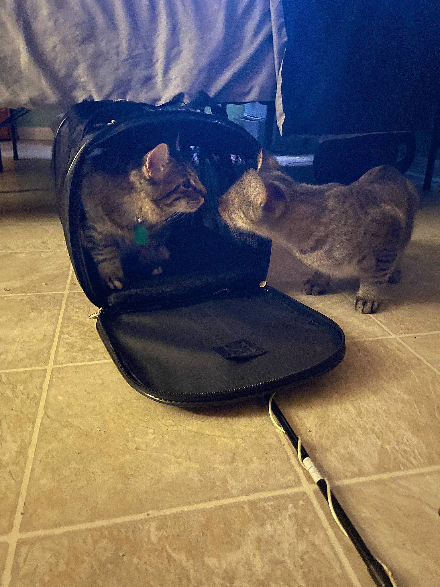 Sox joined the competition — help win amazing prizes! auto_part, automotive_exterior, automotive_lighting, automotive_tire, bag, baggage, bumper, chair, comfort, electric_blue, eyewear, feather, felidae, flooring, gas, luggage_and_bags, tail, tints_and_shades, wing, wood