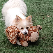 Guggy participe au concours pour gagner de l'argent avec cette photo : dog, white_dog, plush_toy, giraffe_toy, green_turf, outdoor, pet, cute, fluffy, animal, lying_down, playful, toy, fur, canine, grass, daylight, pet_toy, domestic_animal, resting