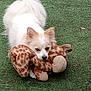 dog, white_dog, plush_toy, giraffe_toy, green_turf, outdoor, pet, cute, fluffy, animal, lying_down, playful, toy, fur, canine, grass, daylight, pet_toy, domestic_animal, resting