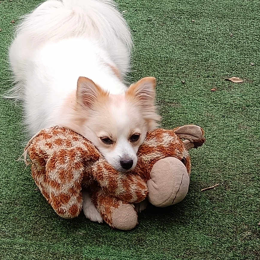 Guggy participe au concours pour gagner de l'argent avec cette photo : animal, canine, cute, daylight, dog, domestic_animal, fluffy, fur, giraffe_toy, grass, green_turf, lying_down, outdoor, pet, pet_toy, playful, plush_toy, resting, toy, white_dog