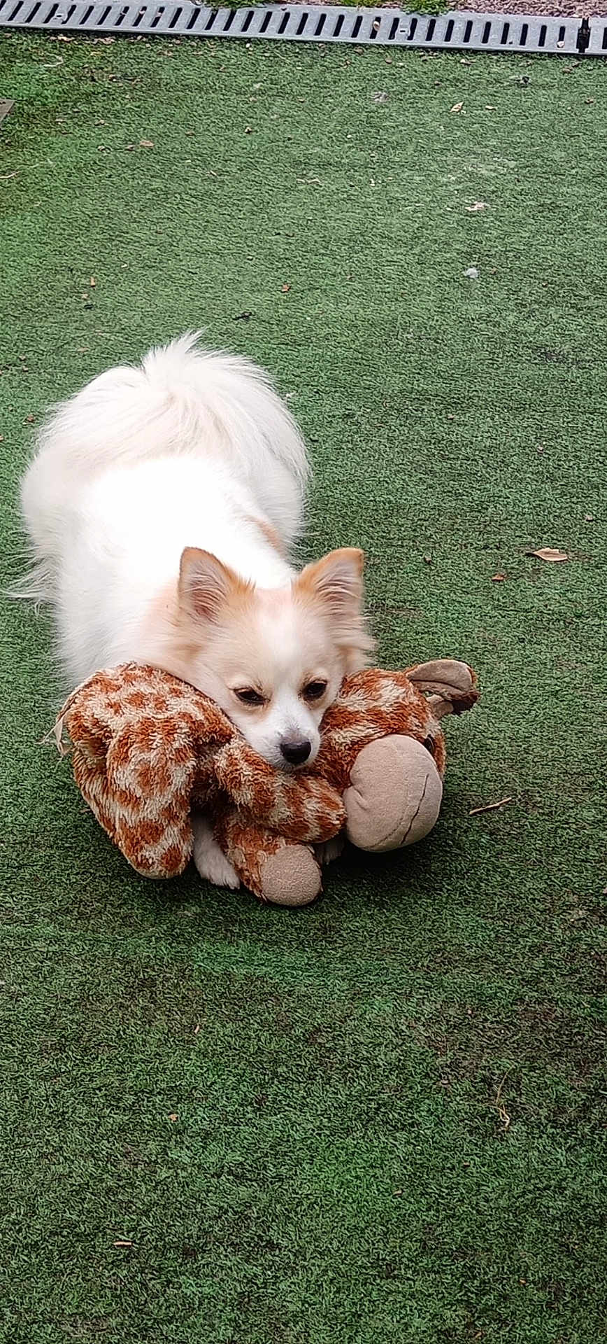Guggy participe au concours pour gagner de l'argent avec cette photo : dog, white_dog, plush_toy, giraffe_toy, green_turf, outdoor, pet, cute, fluffy, animal, lying_down, playful, toy, fur, canine, grass, daylight, pet_toy, domestic_animal, resting