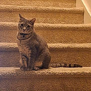 Prince is registered to the contest to win money with this photo: cat, stairs, carpet, pet, animal, indoor, feline, sitting, curious, looking, tail, collar, home, domestic, cute, fur, whiskers, ears, paws, relaxed