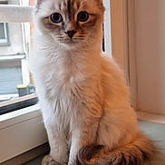 Aiyana participe au concours pour gagner de l'argent avec cette photo : kitten, cat, window, indoor, fluffy, curious, pet, animal, young_cat, sitting, soft, furry, domestic_cat, looking, closeup, face, ears, tail, paw, mat