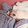 Aiyana a rejoint le concours — aidez-le/la à gagner de superbes lots ! cat, fluffy, blanket, cozy, sleeping, paws, fur, soft, pastel_colors, indoor, relaxing, cute, pet, resting, comfort, texture, warm, snuggling, animal, home