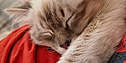 Aiyana participe au concours pour gagner de l'argent avec cette photo : cat, sleeping, fluffy, paw, closeup, cozy, resting, feline, soft, cute, relaxed, indoor, pet, animal, whiskers, fur, nap, comfort, warm, domestic