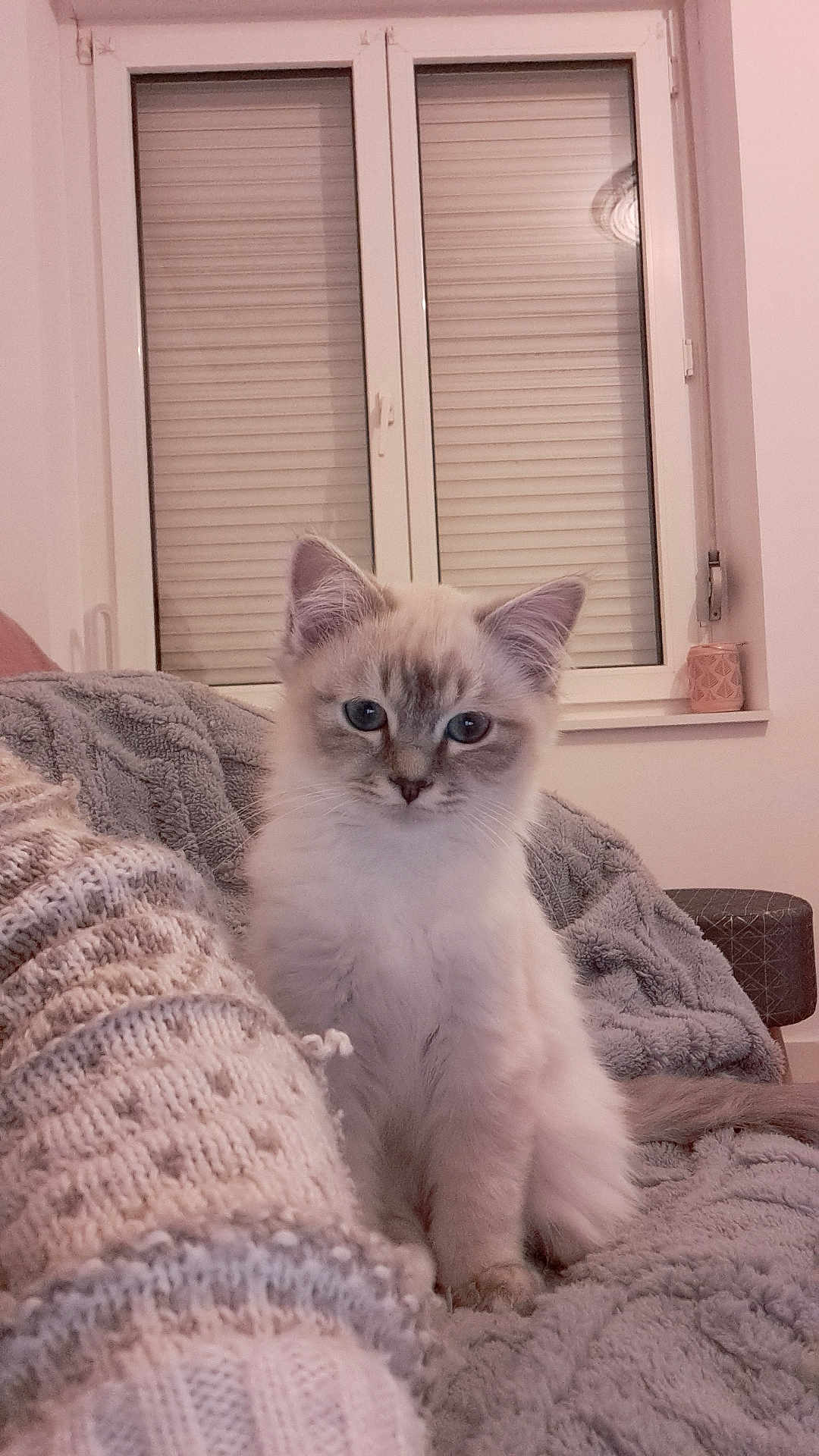 Aiyana a rejoint le concours — aidez-le/la à gagner de superbes lots ! kitten, cat, blue_eyes, fluffy, pet, indoor, blanket, cozy, window, curious, cute, animal, feline, soft_lighting, domestic, young_cat, sitting, relaxed, home, comfort