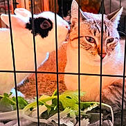 Bounty participe au concours pour gagner de l'argent avec cette photo : rabbit, cat, cage, leafy_greens, indoor, animal, pet, fur, whiskers, relaxed, curious, close_up, companion, sniffing, fence, eye, nose, ears, soft_light, floor