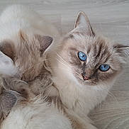 Luna participe au concours pour gagner de l'argent avec cette photo : cat, kitten, blue_eyes, fluffy, fur, animal, pet, cute, sleeping, cuddling, floor, indoor, mammal, whiskers, ears, close_up, domestic_animal, resting, adorable, feline