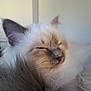 cat, sleeping, closeup, fluffy, fur, whiskers, peaceful, pet, animal, cute, indoor, resting, face, soft, cozy, mammal, feline, blurred_background, calm, adorable