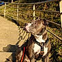 dog, pit_bull, harness, leash, stairs, outdoor, sunlight, shadow, concrete, greenery, railings, pet, animal, brown, white, sitting, canine, daylight, nature, watchful